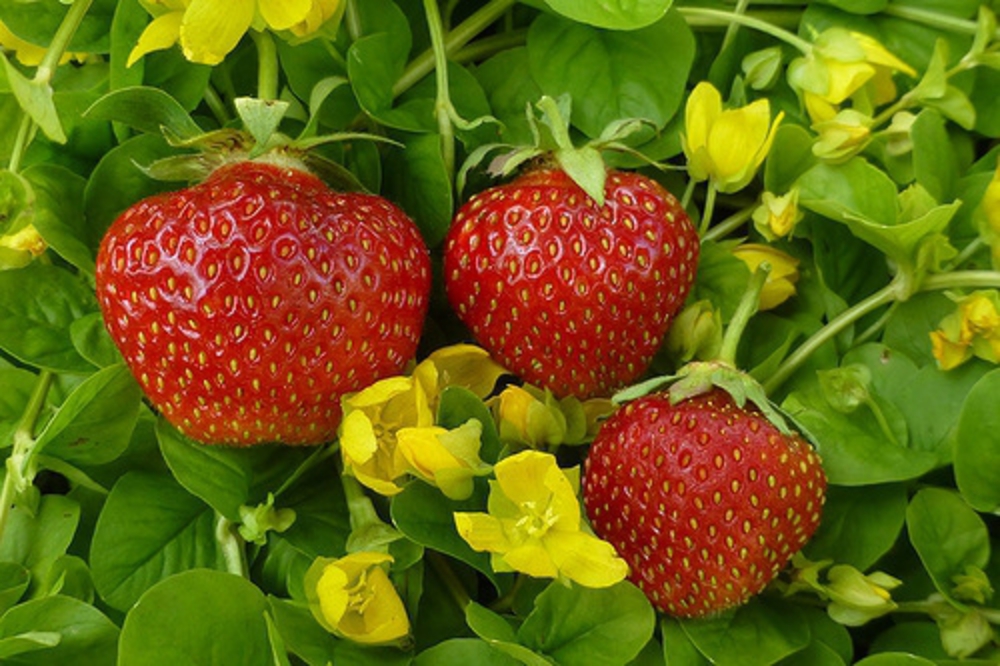 Земляника садовая Вима Занта (Fragaria x ananassa 'Vima Zanta')