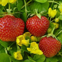 Земляника садовая Вима Занта (Fragaria x ananassa 'Vima Zanta')