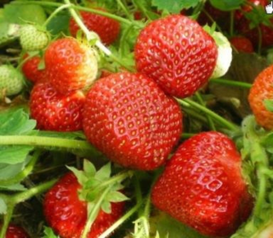 Земляника садовая Флоренс (Fragaria x ananassa 'Florence')