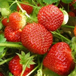 Земляника садовая Флоренс (Fragaria x ananassa 'Florence')