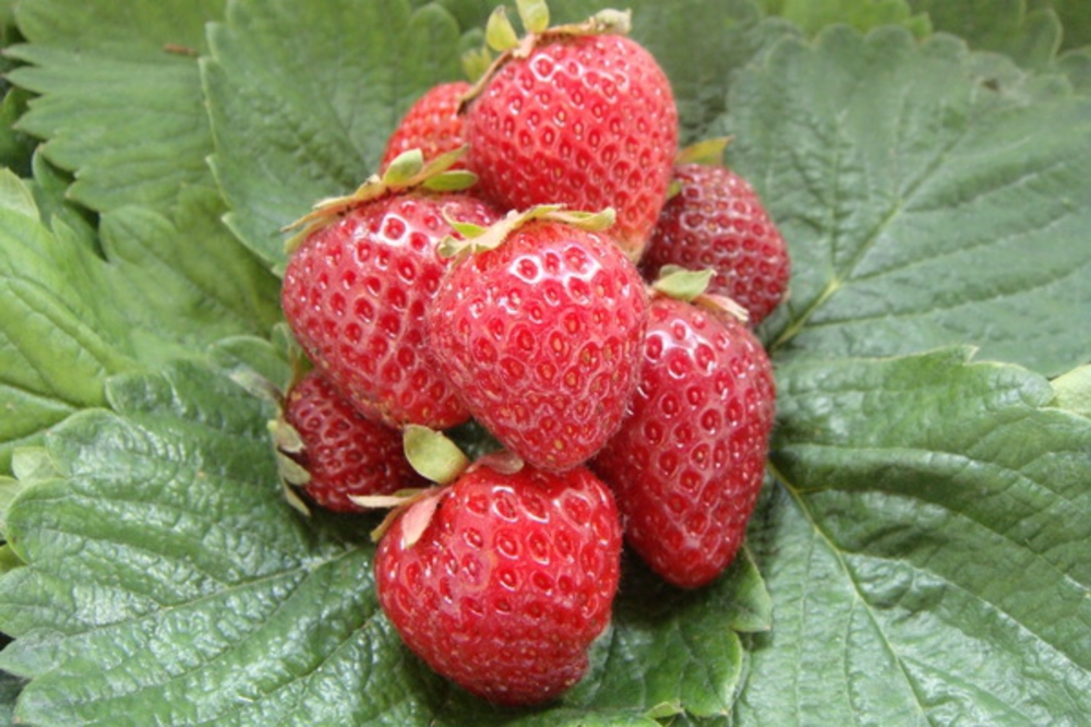 Земляника садовая Камароза (Fragaria x ananassa 'Camarosa')