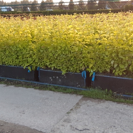 Дерен белый Аурея (Cornus alba 'Aurea')