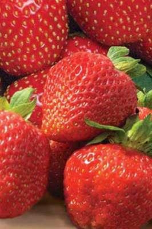 Земляника садовая Вима Ксима (Fragaria x ananassa 'Vima Xima')