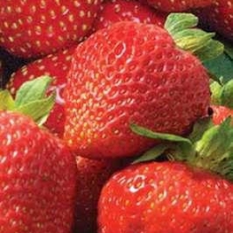 Земляника садовая Вима Ксима (Fragaria x ananassa 'Vima Xima')