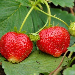 Земляника садовая Симфония (Fragaria x ananassa 'Symphony')