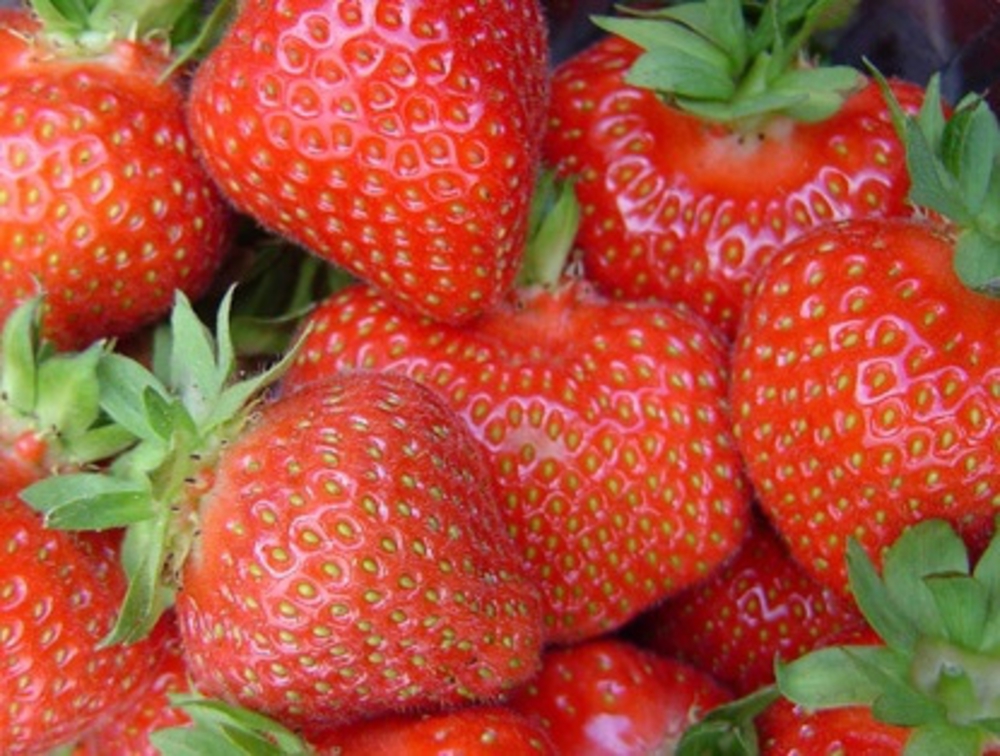 Земляника садовая Элиани (Fragaria x ananassa 'Eliany')