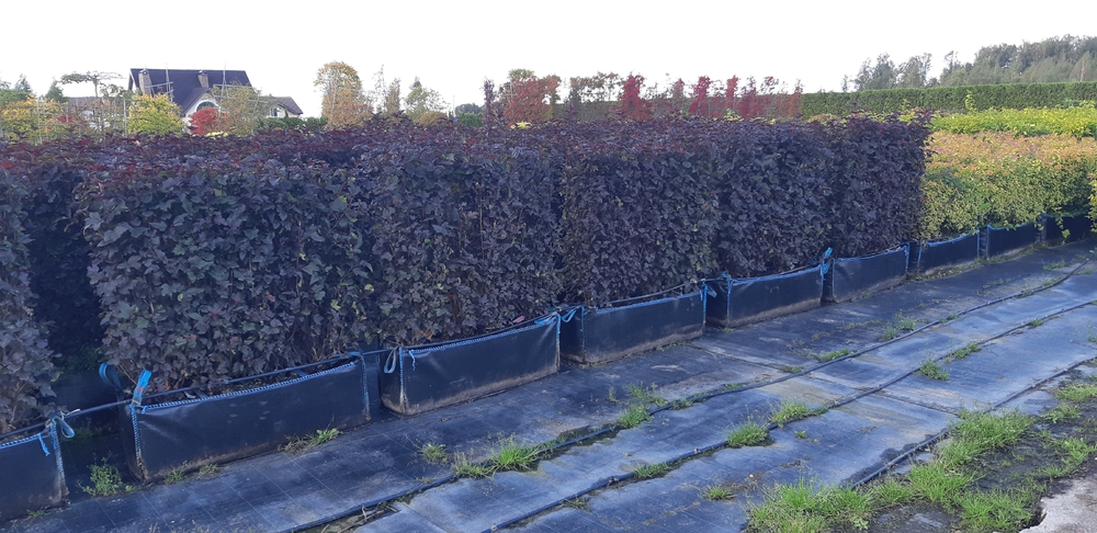 Пузыреплодник калинолистный Диабло (Physocarpus opulifolius 'Diablo')