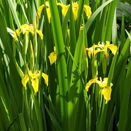 Ирис болотный (Iris pseudacorus)