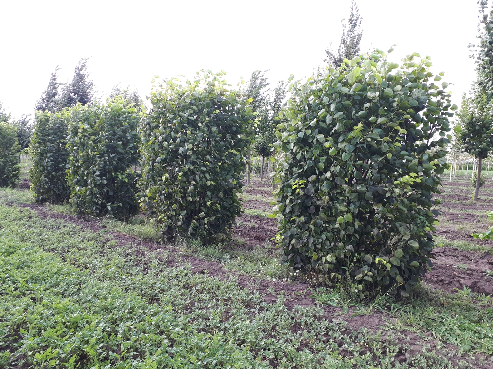 Липа европейская Паллида (Tilia × europaea 'Pallida')