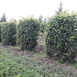 Липа европейская Паллида (Tilia × europaea 'Pallida')