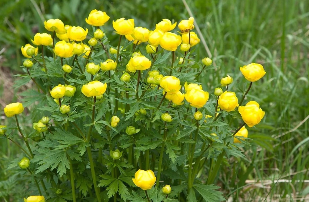 Купальница европейская (Trollius europaeus)