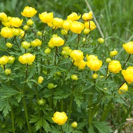 Купальница европейская (Trollius europaeus)