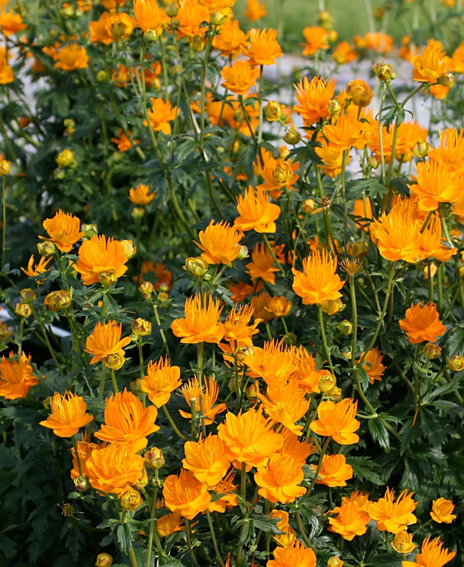 Купальница китайская Голден Квин (Trollius chinensis 'Golden Queen')