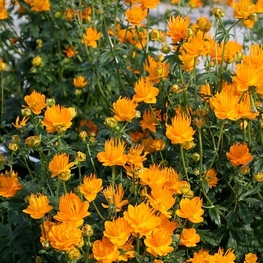 Купальница китайская Голден Квин (Trollius chinensis 'Golden Queen')