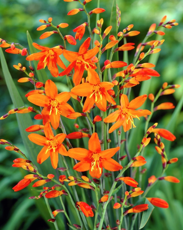 Крокосмия гибридная (Crocosmia x crocosmiiflora)