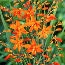 Крокосмия гибридная (Crocosmia x crocosmiiflora)