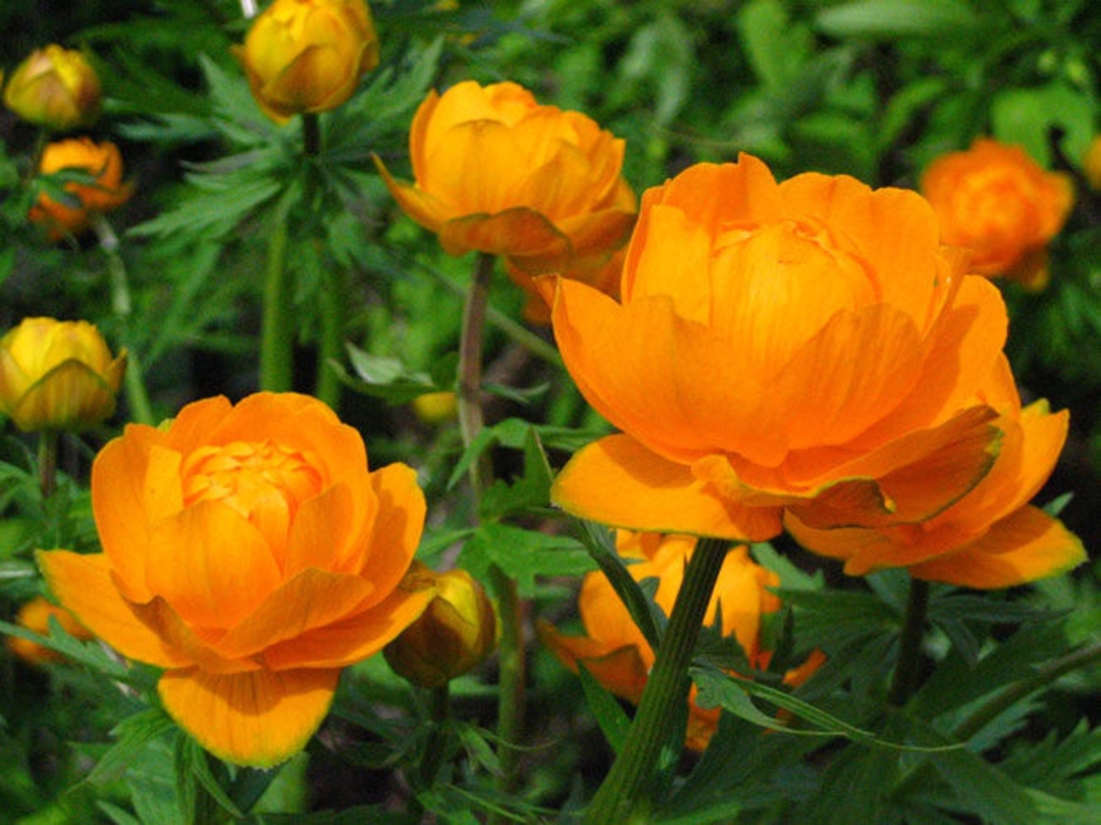 Купальница культурная Оранж Принцесс (Trollius x cultorum 'Orange Princess')