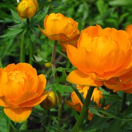 Купальница культурная Оранж Принцесс (Trollius x cultorum 'Orange Princess')