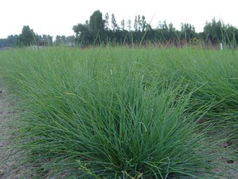 Овсяница сизая (Festuca glauca)