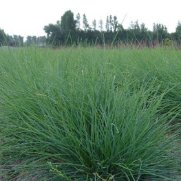 Овсяница сизая (Festuca glauca)