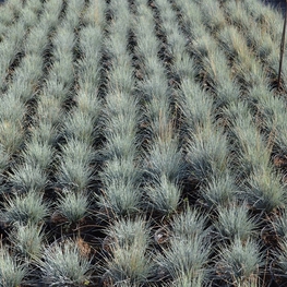 Овсяница сизая (Festuca glauca)