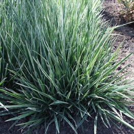 Райграс бульбоносный (Arrhenatherum elatius subsp. bulbosum)