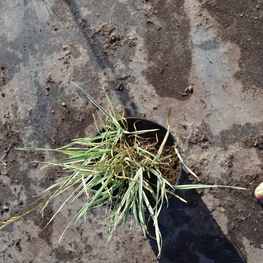 Райграс бульбоносный (Arrhenatherum elatius subsp. bulbosum)