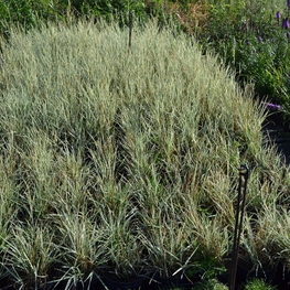 Райграс бульбоносный (Arrhenatherum elatius subsp. bulbosum)