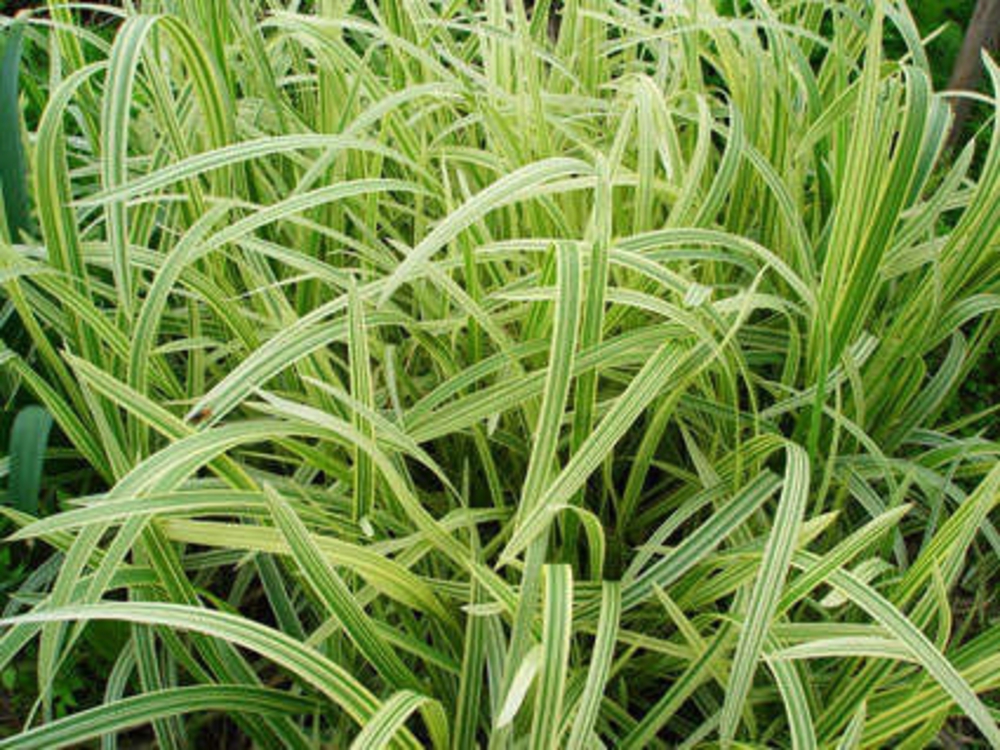 Манник большой Вариегата (Glyceria maxima 'Variegata')