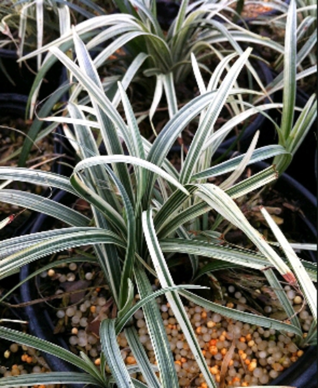 Офиопогон Сильвер Мист (Ophiopogon 'Silver Mist')