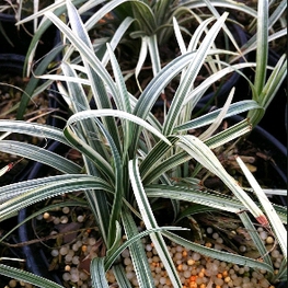 Офиопогон Сильвер Мист (Ophiopogon 'Silver Mist')