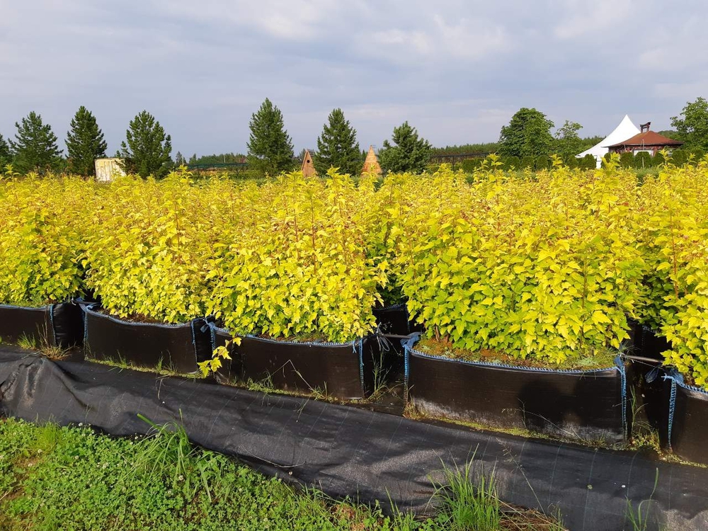 Пузыреплодник калинолистный Дартс Голд (Physocarpus opulifolius 'Dart\'s Gold')