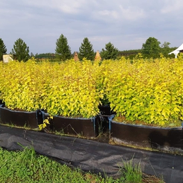 Пузыреплодник калинолистный Дартс Голд (Physocarpus opulifolius 'Dart\'s Gold')