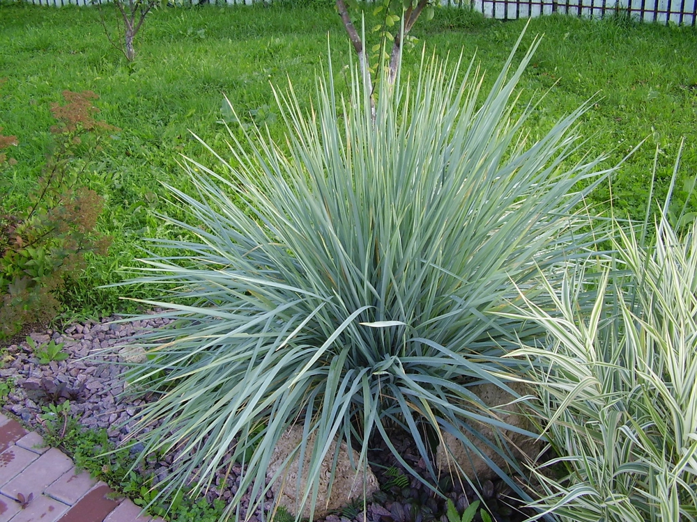 Элимус песчаный (Leymus arenarius)