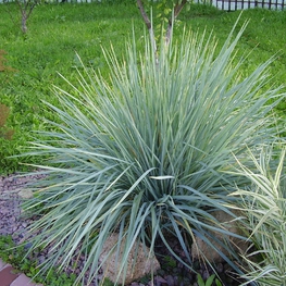 Элимус песчаный (Leymus arenarius)