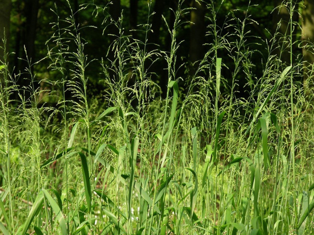 Бор развесистый (Milium effusum)