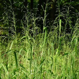 Бор развесистый (Milium effusum)