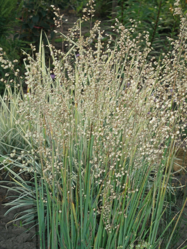 Бриза средняя (Briza media)