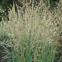 Бриза средняя (Briza media)