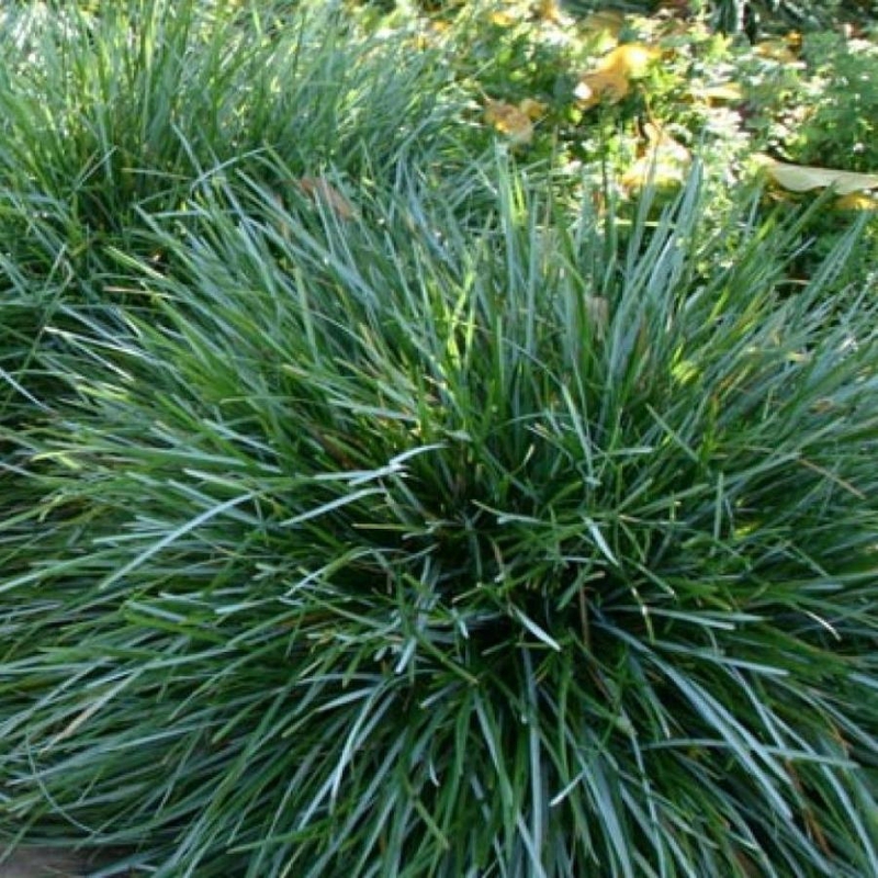 Сеслерия голубая (Sesleria caerulea)