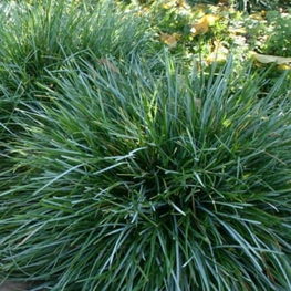 Сеслерия голубая (Sesleria caerulea)