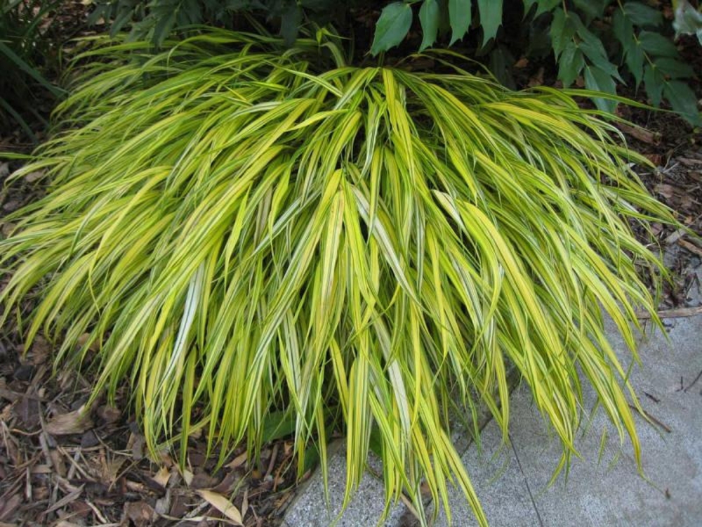 Хаконехлоа большая Ауреола (Hakonechloa macra 'Aureola')