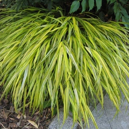 Хаконехлоа большая Ауреола (Hakonechloa macra 'Aureola')