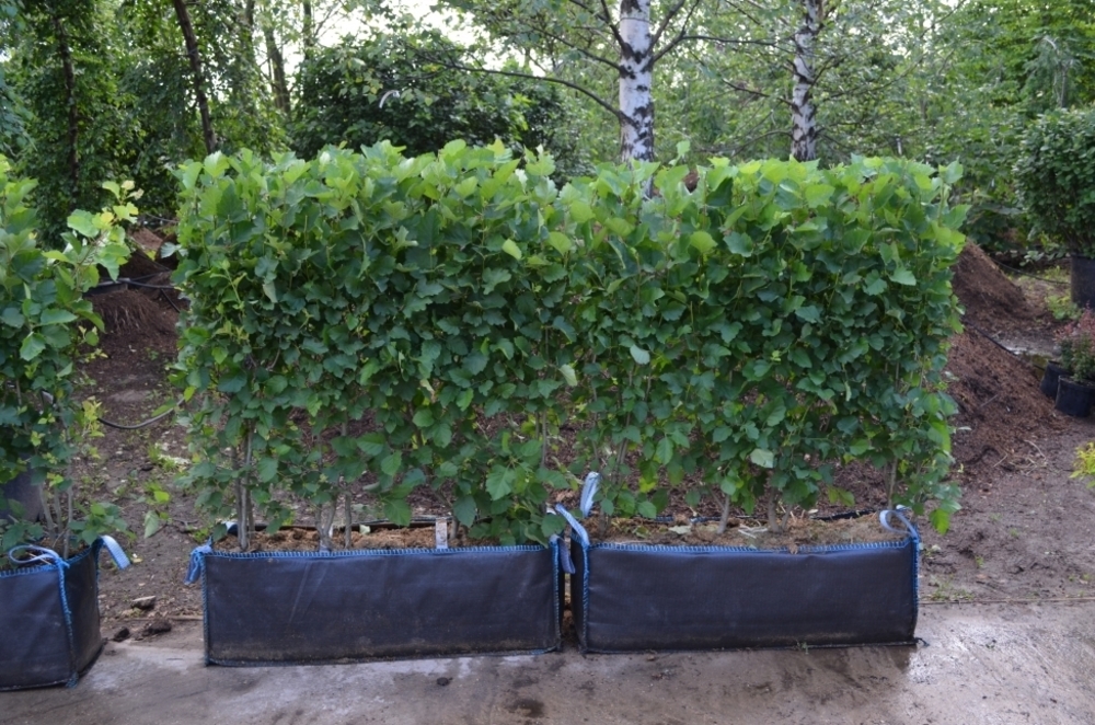 Боярышник сливолистный (Crataegus × prunifolia)