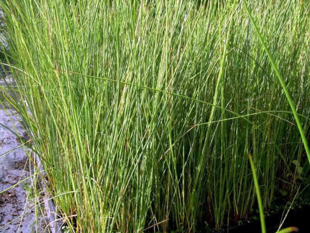 Ситник склоняющийся (Juncus effusus)