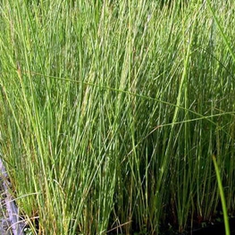 Ситник склоняющийся (Juncus effusus)