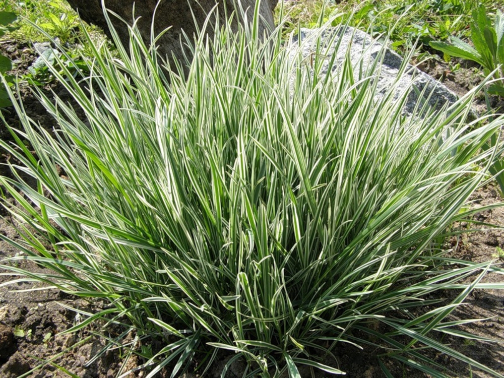 Райграс луковичный Вариегатум (Arrhenatherum elatius subsp. bulbosum 'Variegatum')