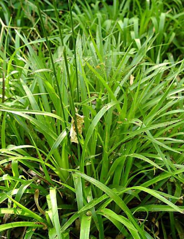 Ожика лесная (Luzula sylvatica)