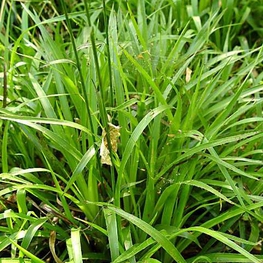 Ожика лесная (Luzula sylvatica)