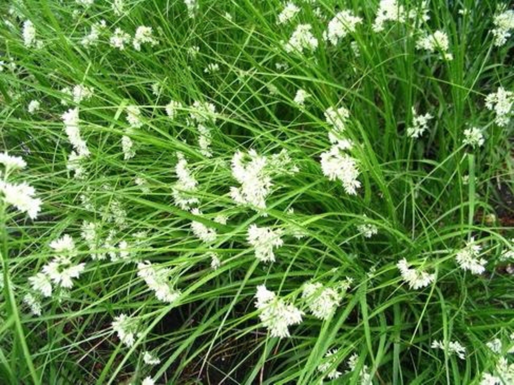 Ожика снежно-белая (Luzula nivea)